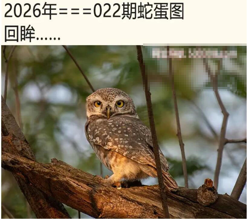 022期另版蛇蛋图[图]